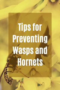 Tips-for-Preventing-Wasps-and-Hornets-