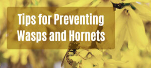 Tips-for-Preventing-Wasps-and-Hornets-Header-Gutter-Cleaning