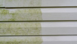 house washing algea of siding