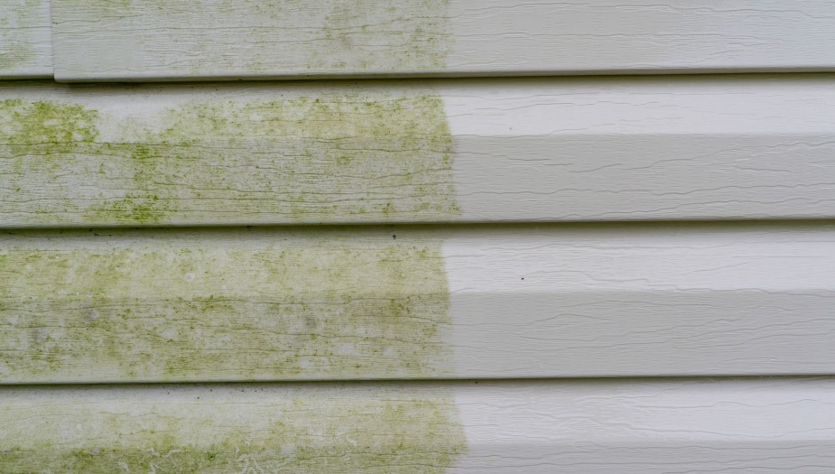 house washing algea of siding